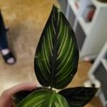 Calathea sanderiana Hoja