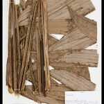 Geonoma macrostachys Плод