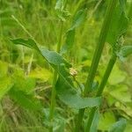 Rumex thyrsiflorus Leaf