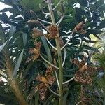 Grammatophyllum speciosum Žiedas