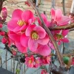 Chaenomeles japonica Çiçek