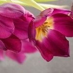 Tulipa gesneriana Kvet