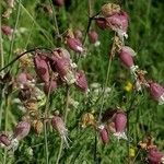 Silene vulgarisFlor