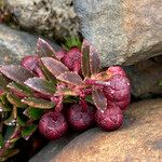 Gaultheria myrsinoides Plod