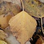 Betula pubescens Leaf