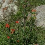 Bouvardia ternifolia Habit