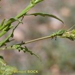 Dichasianthus runcinatus ᱮᱴᱟᱜ