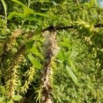 Salix pedicellata Fruit