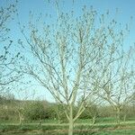 Juglans mandshurica Hábito