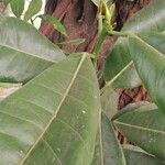 Ficus thonningii Hostoa