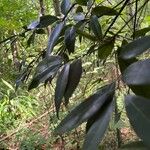 Quercus myrsinifolia Folha