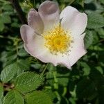 Rosa canina Floare