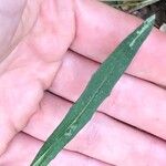 Erysimum odoratum Leaf