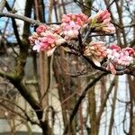 Viburnum farreri Bark