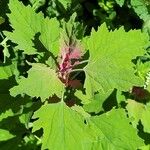 Chenopodium giganteum Habitatea