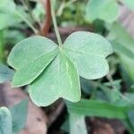 Oxalis spiralis Feuille