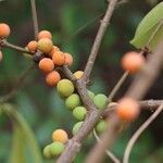 Pleiocarpa pycnantha Fruit