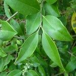 Ligustrum robustum Hoja