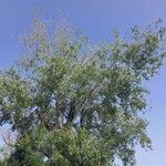 Populus × canescens Агульны выгляд