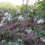 Rubus bertramii Blomma