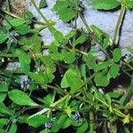 Asperugo procumbens Blad