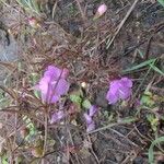 Agalinis tenuifolia 花