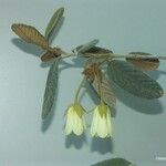 Dubouzetia guillauminii 花