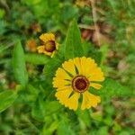 Helenium autumnaleΛουλούδι