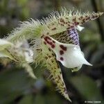 Dendrobium macrophyllum Flower