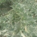 Onopordum horridum Hoja