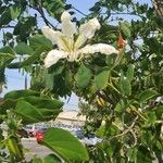 Bauhinia purpureaÕis