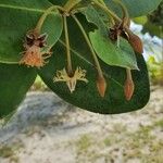 Mimusops coriacea Blüte
