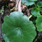 Umbilicus rupestris Leaf