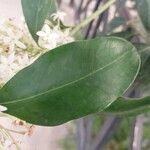 Acokanthera oppositifolia Feuille