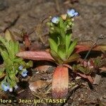 Myosotis sicula Hábito