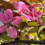 Malus × floribunda Blomst