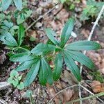 Galium odoratumЛист