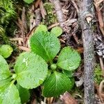 Moneses uniflora Leaf