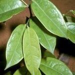 Tapura guianensis Лист