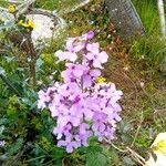Phlox maculata 花