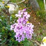 Phlox maculata Flower