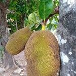 Artocarpus integer Fruit