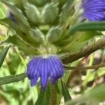 Blepharis linariifolia Blomst