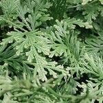 Selaginella ornithopodioides Lehti