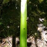 Symplocarpus foetidus Corteza