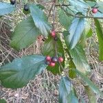 Frangula caroliniana Fruit