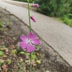 Sidalcea neomexicana Цвят