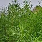 Asparagus densiflorus पत्ता