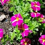 Petunia spp. Costuma