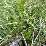 Salvia lyrata Habit